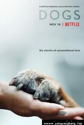 美剧《爱犬情深/Dogs》